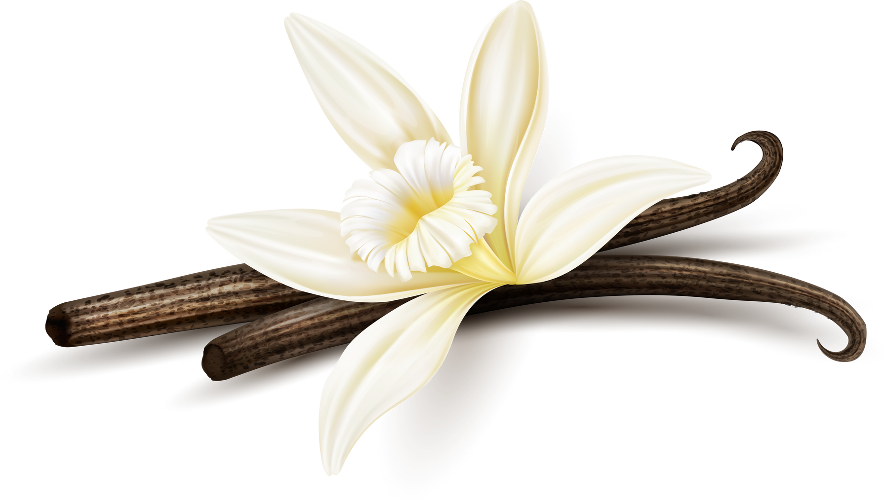 Vanilla Flower and Dried Sticks 